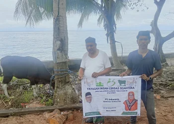 Maluku Jadi Episentrum Gerakan Qurban Nasional, Yayasan Indah Salurkan 75 Ekor Sapi hingga Pelosok Indonesia Timur