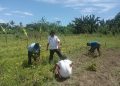 Selaras Visi Bupati Asri, Camat Taniwel Timur Ubah Lahan Terbengkalai Menjadi Sumber Pangan Produktif