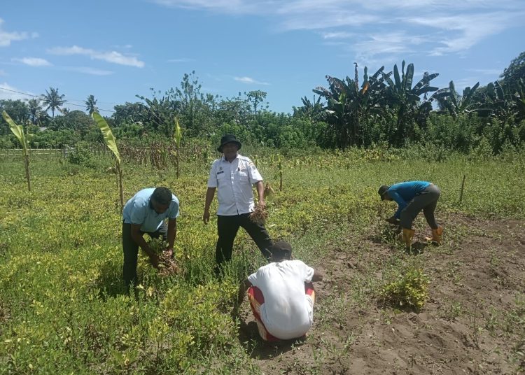 Selaras Visi Bupati Asri, Camat Taniwel Timur Ubah Lahan Terbengkalai Menjadi Sumber Pangan Produktif
