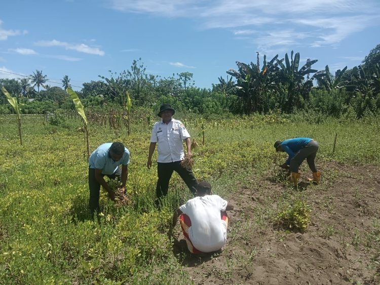 Selaras Visi Bupati Asri, Camat Taniwel Timur Ubah Lahan Terbengkalai Menjadi Sumber Pangan Produktif